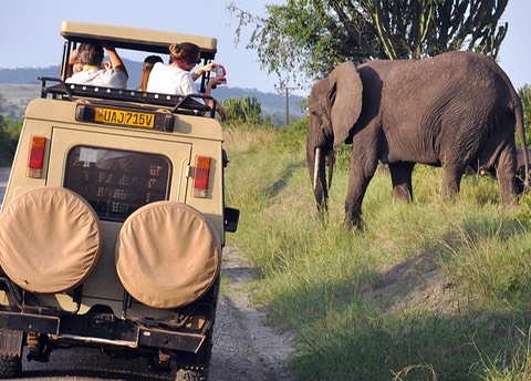 Elephant with Safari vehicle