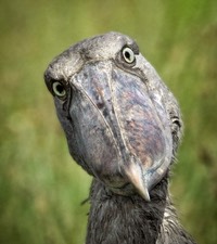 Shoebill U2 B3870 ACR 2